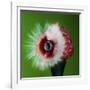 Raspberry Impact-Alan Sailer-Framed Photographic Print