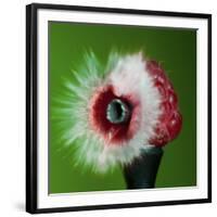 Raspberry Impact-Alan Sailer-Framed Photographic Print