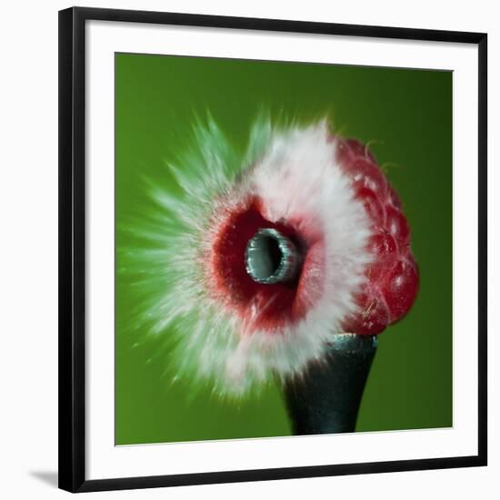 Raspberry Impact-Alan Sailer-Framed Photographic Print