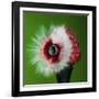 Raspberry Impact-Alan Sailer-Framed Photographic Print