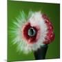 Raspberry Impact-Alan Sailer-Mounted Photographic Print