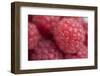 Raspberry (Rubus idaeus) close-up of picked fruit-Nicholas & Sherry Lu Aldridge-Framed Photographic Print