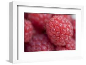 Raspberry (Rubus idaeus) close-up of picked fruit-Nicholas & Sherry Lu Aldridge-Framed Photographic Print