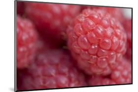 Raspberry (Rubus idaeus) close-up of picked fruit-Nicholas & Sherry Lu Aldridge-Mounted Photographic Print