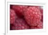 Raspberry (Rubus idaeus) close-up of picked fruit-Nicholas & Sherry Lu Aldridge-Framed Photographic Print