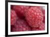 Raspberry (Rubus idaeus) close-up of picked fruit-Nicholas & Sherry Lu Aldridge-Framed Photographic Print