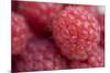 Raspberry (Rubus idaeus) close-up of picked fruit-Nicholas & Sherry Lu Aldridge-Mounted Photographic Print