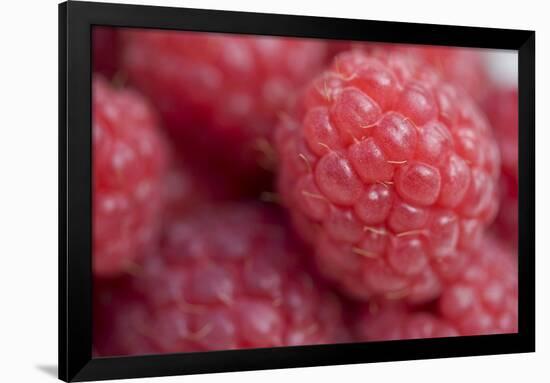 Raspberry (Rubus idaeus) close-up of picked fruit-Nicholas & Sherry Lu Aldridge-Framed Photographic Print