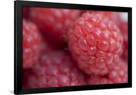 Raspberry (Rubus idaeus) close-up of picked fruit-Nicholas & Sherry Lu Aldridge-Framed Photographic Print