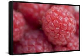 Raspberry (Rubus idaeus) close-up of picked fruit-Nicholas & Sherry Lu Aldridge-Framed Stretched Canvas