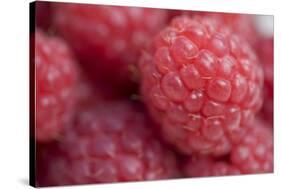 Raspberry (Rubus idaeus) close-up of picked fruit-Nicholas & Sherry Lu Aldridge-Stretched Canvas