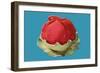 Raspberry Sherbert-null-Framed Art Print