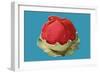 Raspberry Sherbert-null-Framed Art Print