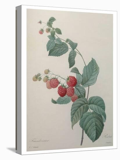 Raspberry-Pierre-Joseph Redoute-Stretched Canvas