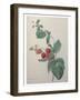 Raspberry-Pierre-Joseph Redoute-Framed Art Print