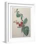 Raspberry-Pierre-Joseph Redoute-Framed Art Print