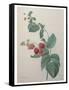 Raspberry-Pierre-Joseph Redoute-Framed Stretched Canvas