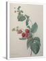 Raspberry-Pierre-Joseph Redoute-Stretched Canvas