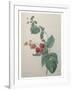 Raspberry-Pierre-Joseph Redoute-Framed Art Print