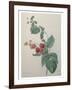 Raspberry-Pierre-Joseph Redoute-Framed Art Print