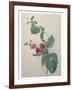 Raspberry-Pierre-Joseph Redoute-Framed Art Print