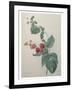 Raspberry-Pierre-Joseph Redoute-Framed Art Print