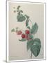 Raspberry-Pierre-Joseph Redoute-Mounted Art Print