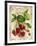 Raspberry-Kate Ward Thacker-Framed Giclee Print