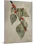 Raspberry-Kari Taylor-Mounted Giclee Print