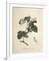 Raspberry-Pierre Joseph Redoute-Framed Giclee Print