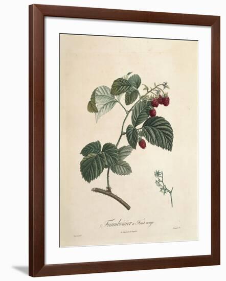 Raspberry-Pierre Joseph Redoute-Framed Giclee Print