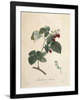 Raspberry-Pierre Joseph Redoute-Framed Giclee Print