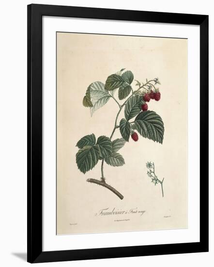 Raspberry-Pierre Joseph Redoute-Framed Giclee Print