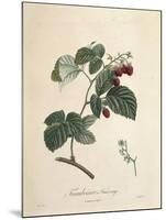 Raspberry-Pierre Joseph Redoute-Mounted Giclee Print