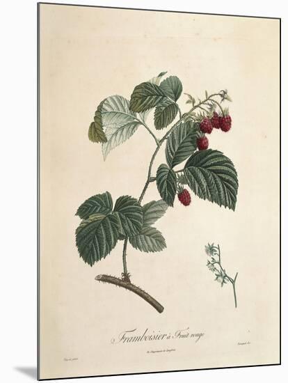 Raspberry-Pierre Joseph Redoute-Mounted Giclee Print