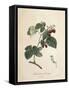 Raspberry-Pierre Joseph Redoute-Framed Stretched Canvas