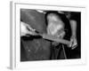 Rasping a Hoof-null-Framed Photographic Print