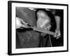 Rasping a Hoof-null-Framed Photographic Print