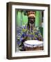 Rasta Jamaican Reggae Performer, St. John, Antigua-Bill Bachmann-Framed Photographic Print