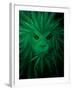 Rasta Lion Illusion-JJ Brando-Framed Art Print