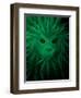 Rasta Lion Illusion-JJ Brando-Framed Art Print