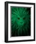 Rasta Lion Illusion-JJ Brando-Framed Art Print