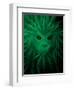 Rasta Lion Illusion-JJ Brando-Framed Art Print