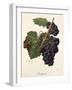 Rastignier Grape-J. Troncy-Framed Giclee Print