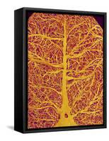 Rat Brain Blood Vessels, SEM-Susumu Nishinaga-Framed Stretched Canvas