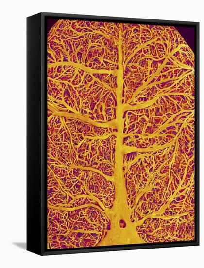 Rat Brain Blood Vessels, SEM-Susumu Nishinaga-Framed Stretched Canvas