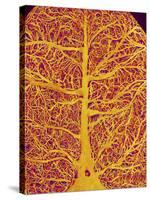 Rat Brain Blood Vessels, SEM-Susumu Nishinaga-Stretched Canvas