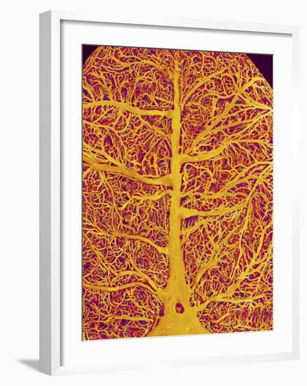 Rat Brain Blood Vessels, SEM-Susumu Nishinaga-Framed Photographic Print