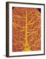 Rat Brain Blood Vessels, SEM-Susumu Nishinaga-Framed Photographic Print