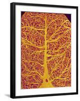 Rat Brain Blood Vessels, SEM-Susumu Nishinaga-Framed Photographic Print